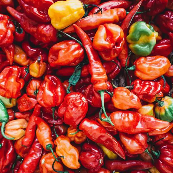 Different types of chillies