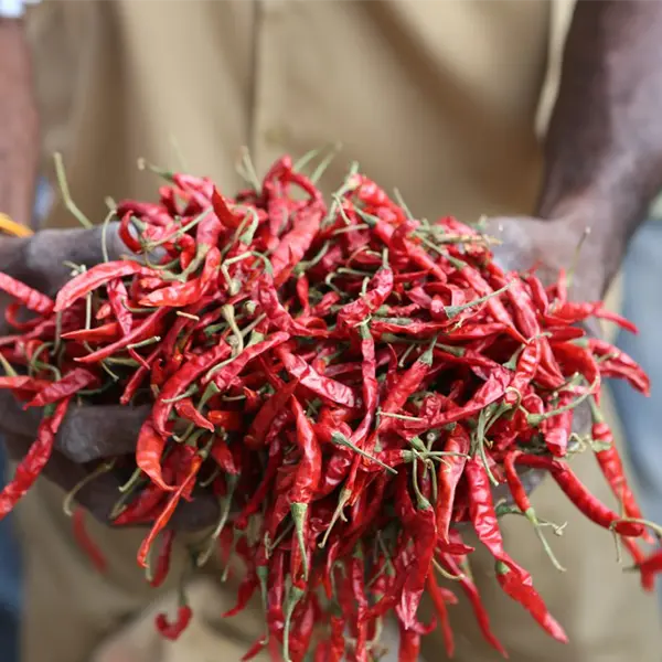 Man holding chillies in his palms