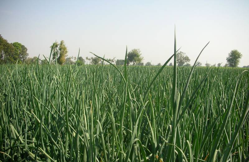 food-for-planet-and-people